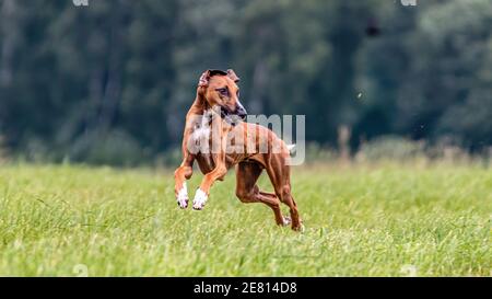 Azawakh chien courant sur le terrain sur la concurrence de couring lure Banque D'Images