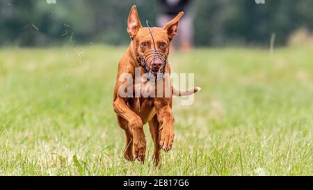 Chien courant Pharaon courant dans le champ sur le courrant lure concurrence Banque D'Images