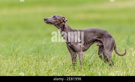 Chien de compagnie de lévrier italien à l'observation du ciel dans le champ vert sur le concours de courtisans lure Banque D'Images