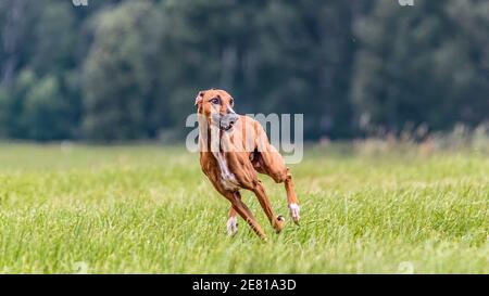 Azawakh chien courant sur le terrain sur la concurrence de couring lure Banque D'Images