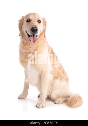 Golden Retriever chien assis en avant sur fond blanc Banque D'Images
