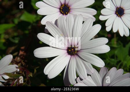 De nombreuses fleurs blanches, au centre violet foncé, Osteospermum fruticosum, de la famille des Asteraceae. Voir les plantes Banque D'Images