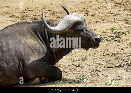 Buffle du Cap, sous-espèce de caffer de Syncerus de la sous-espèce de buffle africaine Syncerus caffer Banque D'Images