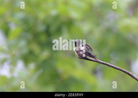 Hummingbird à gorge rubis 21 mai 2017 Newton Hills State Park, Dakota du Sud Banque D'Images