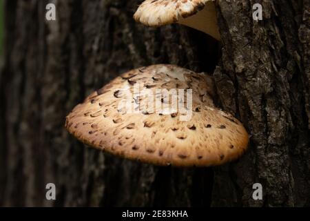 Dryad's Saddle (Ceriporus squamosus) 17 mai 2020 Parc d'État Union Grove, Dakota du Sud Banque D'Images