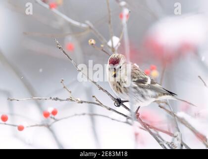 Un sondage d'opinion commun (Carduelis flammea) un jour d'hiver perché sur une branche avec des baies Banque D'Images