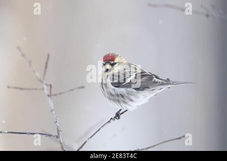 Un sondage d'opinion commun (Carduelis flammea) un jour d'hiver perché sur une branche avec des baies Banque D'Images