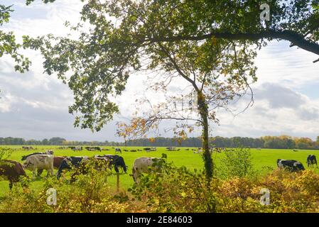 balch et vaches blanches dans le champ de Gelderland, Hollande Banque D'Images