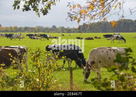 balch et vaches blanches dans le champ de Gelderland, Hollande Banque D'Images