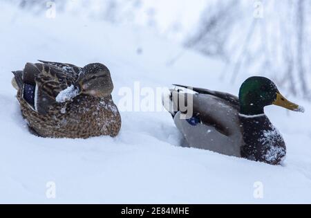 Riga, Lettonie. 30 janvier 2021. On voit des canards couverts de neige à Riga, en Lettonie, le 30 janvier 2021. Un cyclone avec un centre à la frontière entre l'Estonie et la Russie a provoqué une longue période de fortes chutes de neige en Lettonie ce week-end, ont déclaré des météorologues samedi. Le Centre letton de l'environnement, de la géologie et de la météorologie a émis un avertissement orange sur les chutes de neige et les blizzards, qui devaient augmenter la couverture de neige déjà épaisse dans les parties nord du pays et la capitale Riga de 20 centimètres d'ici dimanche matin. Crédit: Edijs Palens/Xinhua/Alamy Live News Banque D'Images