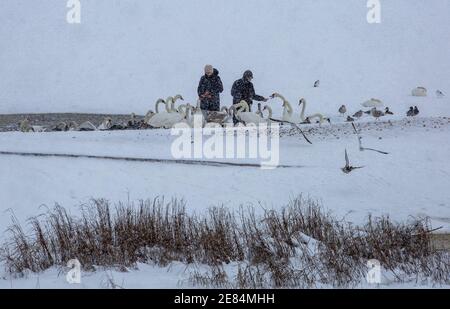 Riga, Lettonie. 30 janvier 2021. Les gens nourrissent des oiseaux à la promenade de Kengaraga à Riga, en Lettonie, le 30 janvier 2021. Un cyclone avec un centre à la frontière entre l'Estonie et la Russie a provoqué une longue période de fortes chutes de neige en Lettonie ce week-end, ont déclaré des météorologues samedi. Le Centre letton de l'environnement, de la géologie et de la météorologie a émis un avertissement orange sur les chutes de neige et les blizzards, qui devaient augmenter la couverture de neige déjà épaisse dans les parties nord du pays et la capitale Riga de 20 centimètres d'ici dimanche matin. Crédit: Edijs Palens/Xinhua/Alamy Live News Banque D'Images