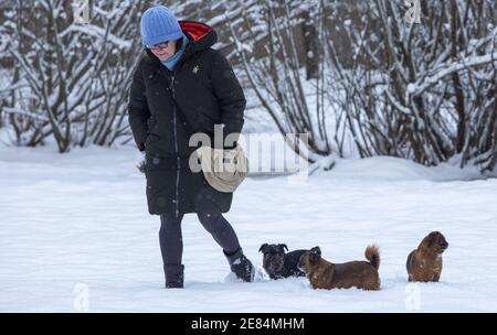 Riga, Lettonie. 30 janvier 2021. Une femme marche des chiens à Riga, en Lettonie, le 30 janvier 2021. Un cyclone avec un centre à la frontière entre l'Estonie et la Russie a provoqué une longue période de fortes chutes de neige en Lettonie ce week-end, ont déclaré des météorologues samedi. Le Centre letton de l'environnement, de la géologie et de la météorologie a émis un avertissement orange sur les chutes de neige et les blizzards, qui devaient augmenter la couverture de neige déjà épaisse dans les parties nord du pays et la capitale Riga de 20 centimètres d'ici dimanche matin. Crédit: Edijs Palens/Xinhua/Alamy Live News Banque D'Images