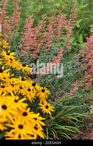 Hyssop géant (Agastache barberi) Firebird avec des feuilles gris-vert et des fleurs d'orange fleurit dans un jardin en août avec une fleur jaune Goldsturm Banque D'Images