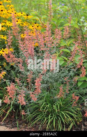 Hyssop géant (Agastache barberi) Firebird avec des feuilles gris-vert et des fleurs d'orange fleurit dans un jardin en août avec une fleur jaune Goldsturm Banque D'Images