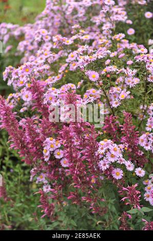 Agastache Acapulco Aster New york violet et rose (Aster novi-belgii) Floraison dans un jardin en août Banque D'Images