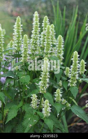 Menthe coréenne blanche et verte (Agastache rugosa) L'albâtre fleurit dans un jardin en juillet Banque D'Images