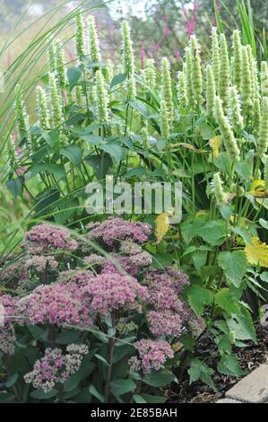 L'albâtre blanc et vert de menthe coréenne (Agastache rugosa) et le Sedum M. Goodbud fleurissent dans un jardin en août Banque D'Images