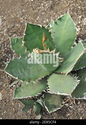 Craie agave (Agave titanota) Pousse dans une serre dans un jardin en mai Banque D'Images