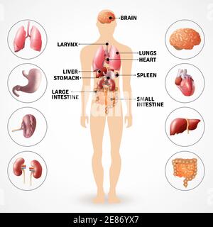 Affiche médicale représentant les organes internes de l'anatomie humaine sur fond clair illustration vectorielle plate Illustration de Vecteur