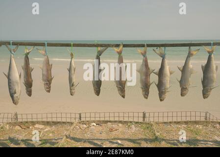 Photo de poissons fraîchement pêchés ligoté et pendu à sec pour la préservation de la côte de la plage de Hua Hin, Thaïlande Banque D'Images