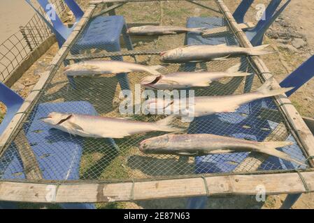 Poissons fraîchement pêchés et se coucha sur le net pour sécher au soleil pour la préservation de la côte de la plage de Hua Hin, Thaïlande Banque D'Images