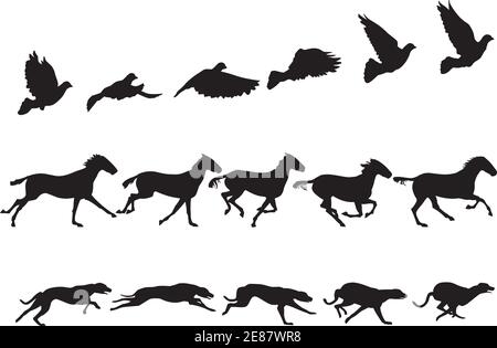 Série d'études de mouvement de colombe, cheval et greyhound Illustration de Vecteur