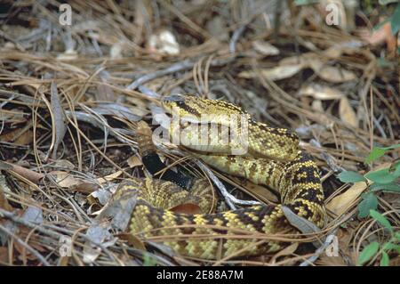 Crotale à queue noire (Crotalus molossus) Banque D'Images