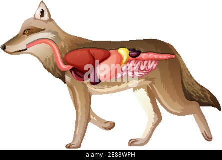 Anatomie interne d'un loup isolé sur fond blanc Illustration de Vecteur