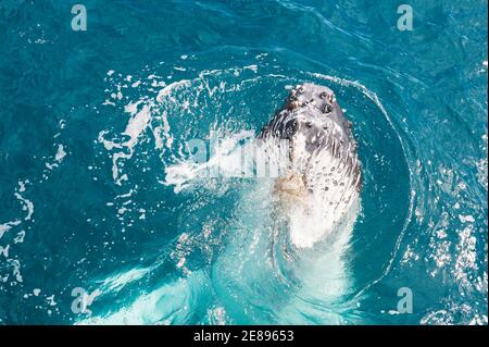 Humpback Whale surfacing adultes, Hervey Bay, Queensland, Australie Banque D'Images