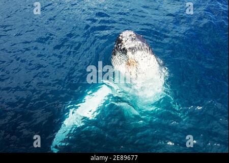 Humpback Whale surfacing adultes, Hervey Bay, Queensland, Australie Banque D'Images