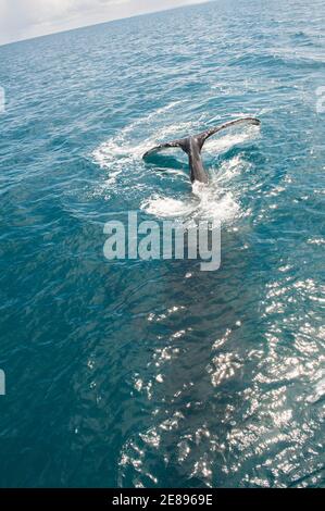 Humpback Whale surfacing adultes, Hervey Bay, Queensland, Australie Banque D'Images