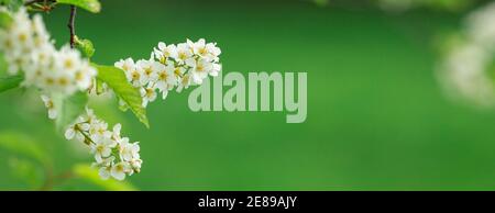Bannière printanière avec oiseau cerisier en fleur sur fond vert. Fleurs d'oiseau-cerisier dans la nature. Copier l'espace. Mise au point douce - image Banque D'Images