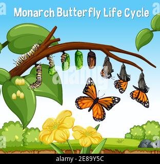 Scène avec Monarch Butterfly Life cycle illustration Illustration de Vecteur