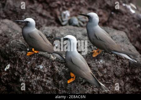 Trois Noddy brun ou Noddy commun (Anous stolidus) est un oiseau de mer de la famille des Laridae Banque D'Images