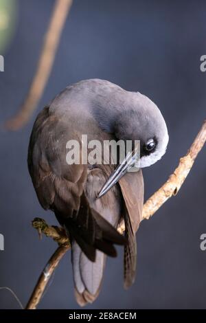 Le noddy brun ou noddy commun (Anous stolidus) est un oiseau de mer de la famille des Laridae Banque D'Images