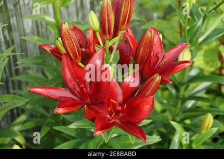 Belles fleurs bordeaux Lily Dark secret pousse dans un jardin ornemental par une belle journée d'été. Banque D'Images