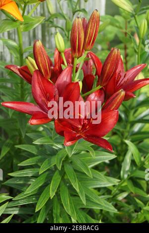 Un Bush en fleur de bordeaux hybride Lily Dark secret pousse dans un jardin ornemental par une belle journée d'été. Tir vertical. Banque D'Images