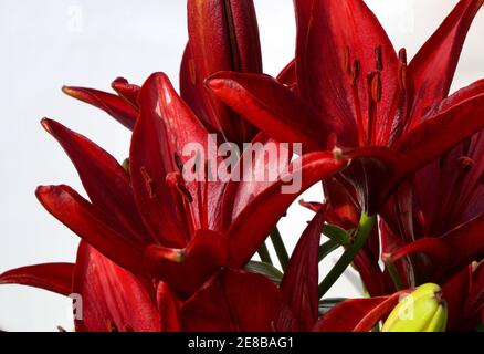 Magnifique grand bordeaux foncé Lily Secret foncé sur fond gris gros plan. Banque D'Images