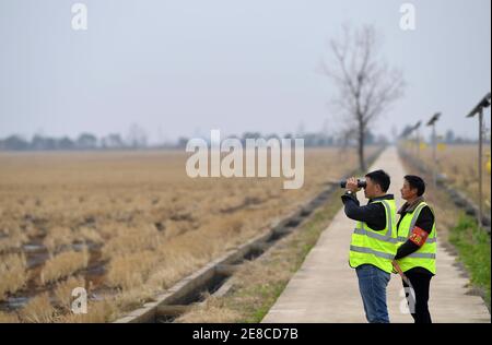 (210131) -- NANCHANG, le 31 janvier 2021 (Xinhua) -- Lei Xiaoyong (L) et son collègue patrouillent dans la ferme de Kangshan, dans le comté de Yugan, dans la province de Jiangxi, en Chine orientale, le 30 janvier 2021. Lei Xiaoyong est chef de la station de protection des animaux sauvages et des végétaux de l'administration forestière du comté de Yugan. L'une des tâches de Lei et de ses collègues est de protéger les oiseaux migrateurs du lac Poyang, le plus grand lac d'eau douce de Chine et un lieu d'hivernage important pour la sauvagine en Asie. Cet hiver, un grand nombre de grues blanches ont été menti à la ferme de Kangshan à Yugan pour l'hivernage, avec près de 3,000 000 à son pois Banque D'Images