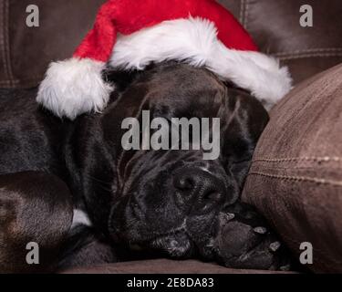 Grand chien noir dormant sur un canapé avec un père noël chapeau sur la tête Banque D'Images