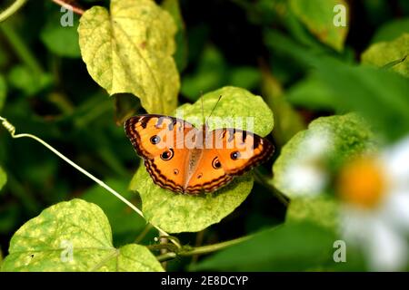 Paon papillon ransy reposant sur la feuille de passiflora sauvage Banque D'Images
