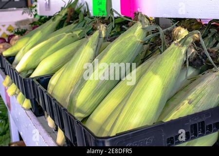 maïs doux en vente sur un marché agricole Banque D'Images