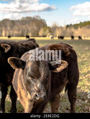 Angus crossbred veau debout dans un pâturage avec le bétail l'arrière-plan - format vertical Banque D'Images