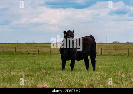 Génisse Black Angus debout dans un champ vide au printemps avec de la place pour la copie ci-dessus. Banque D'Images