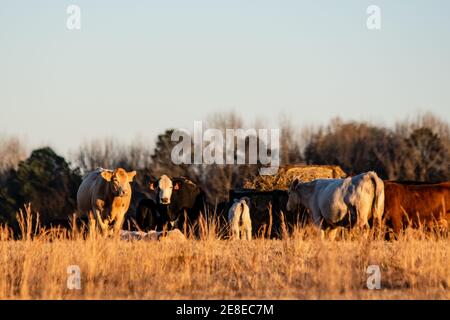 Les bovins de boucherie commerciaux crossbred se sont rassemblés autour d'un convoyeur à balles rondes, dans la lumière de l'heure d'or, avec un espace pour la copie en haut. Banque D'Images