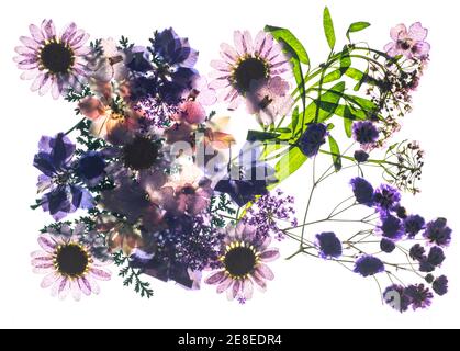 Têtes de fleurs séchées pressées sur fond blanc Banque D'Images