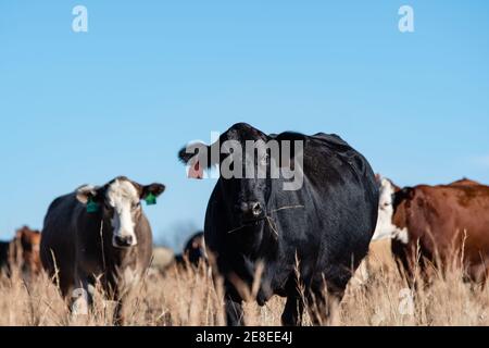 Vache Angus noire avec étiquettes d'oreille rouges en évidence Premier plan avec les vaches Simmental et Hereford en arrière-plan mise au point avec flèche négative ciel bleu clair Banque D'Images