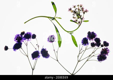 Têtes de fleurs séchées pressées sur fond blanc Banque D'Images