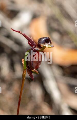 Caleana Major, grand canard-orchidée Banque D'Images