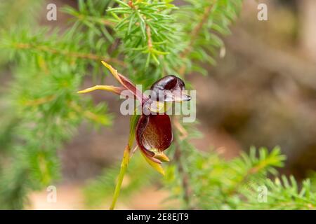 Caleana Major, grand canard-orchidée Banque D'Images